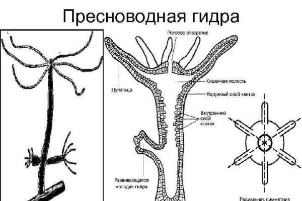 Кракен переход